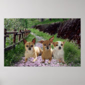 Chihuahua Lila Poster (Vorne)