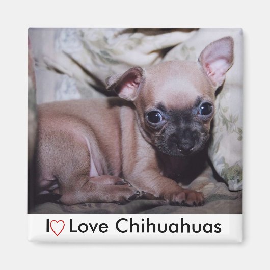 Chihuahua Lover's Delight Magnet (Vorne)