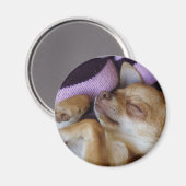 Chihuahua Magnet (Vorderseite/Rückseite)