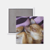 Chihuahua Magnet (Vorderseite/Rückseite)