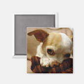 Chihuahua Magnet (Vorderseite/Rückseite)