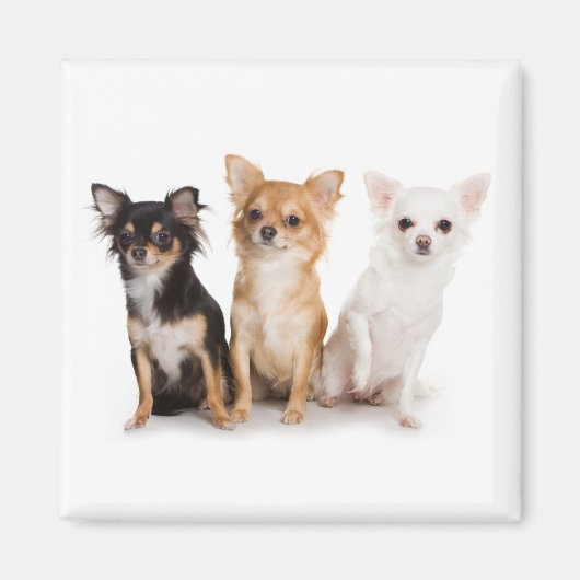 Chihuahua Magnet (Vorne)