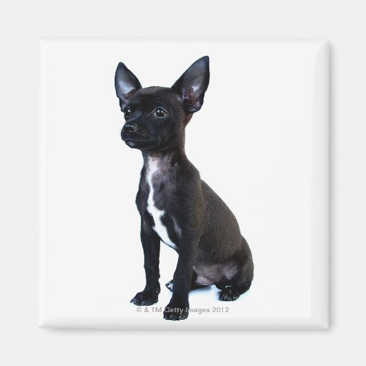 Chihuahua Magnet (Vorne)