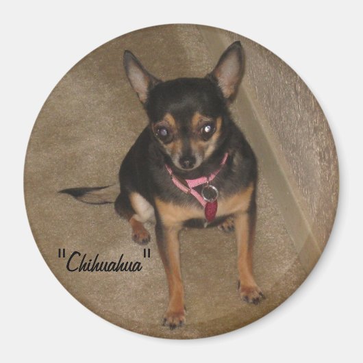 Chihuahua Magnet (Vorne)