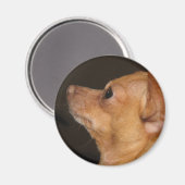 Chihuahua Magnet (Vorderseite/Rückseite)