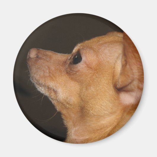 Chihuahua Magnet (Vorne)