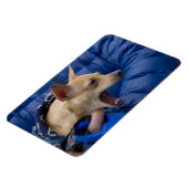 Chihuahua Magnet (Linke Seite)