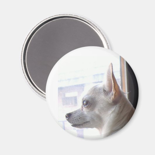 Chihuahua Magnet (Vorderseite/Rückseite)