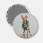 Chihuahua-Magnet Magnet (Vorderseite/Rückseite)