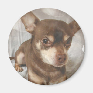 Chihuahua-Magnet Magnet