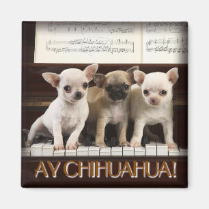 Chihuahua-Magnet Magnet