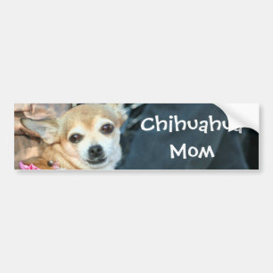 Chihuahua-Mama-Autoaufkleber Autoaufkleber