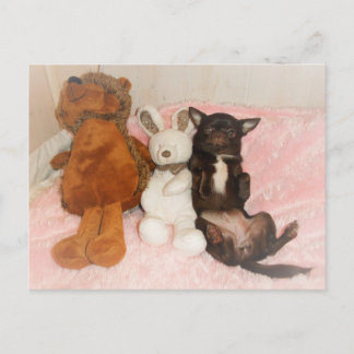 Chihuahua marron nounours peluches Spaß Postkarte