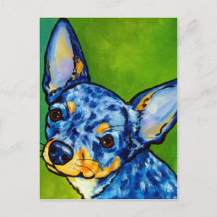 Chihuahua Merle 2 Postkarte