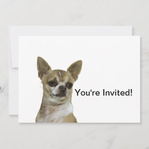 Chihuahua mit Attitude Einladung