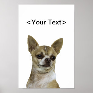 Chihuahua mit Attitude Poster