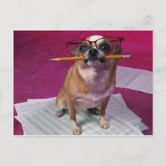 Chihuahua mit Bleistift Postkarte (Vorderseite)