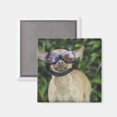 Chihuahua mit Brille Magnet (Vorderseite/Rückseite)