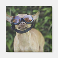 Chihuahua mit Brille