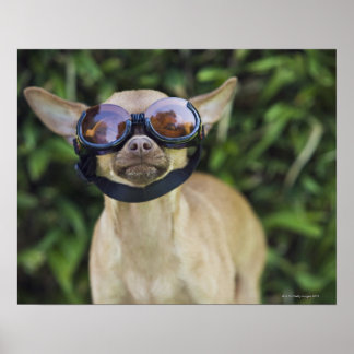 Chihuahua mit Brille Poster
