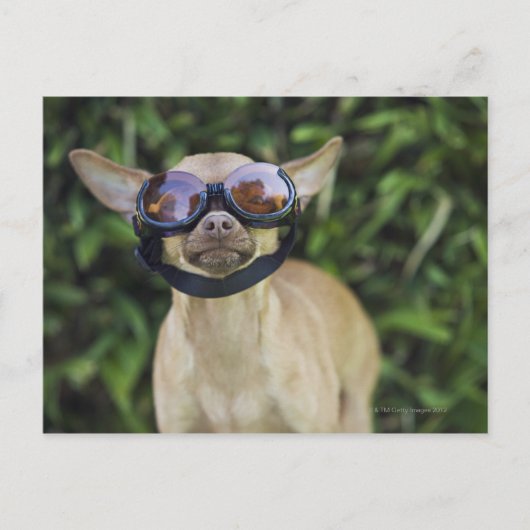 Chihuahua mit Brille Postkarte (Vorderseite)