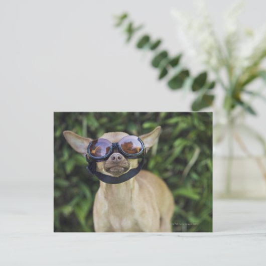 Chihuahua mit Brille Postkarte (Stehend Vorderseite)