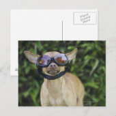 Chihuahua mit Brille Postkarte (Vorne/Hinten)
