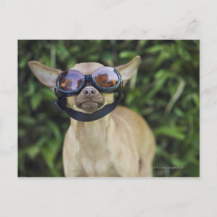 Chihuahua mit Brille Postkarte