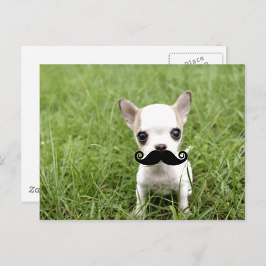 Chihuahua mit Funny Mustache im Garten Postkarte (Vorne/Hinten)