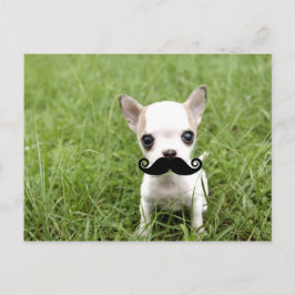 Chihuahua mit Funny Mustache im Garten Postkarte