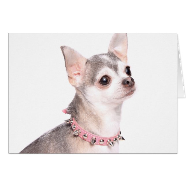 Chihuahua mit rosafarbenem Halsband (Vorderseite (Horizontal))