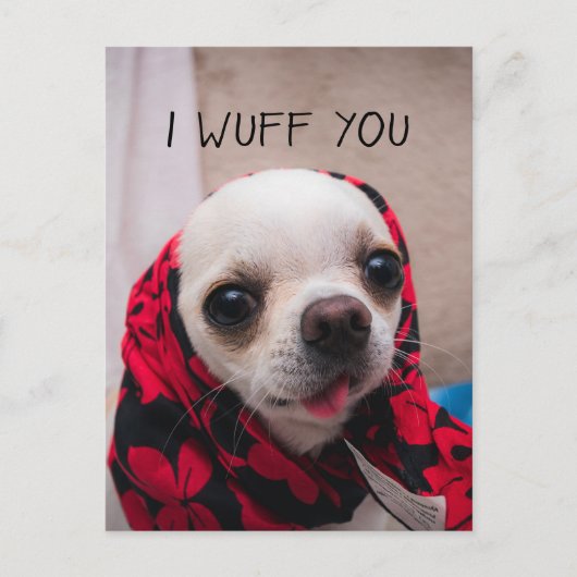 Chihuahua niedlich, ich wähe dir Liebe Valentines Postkarte (Vorderseite)