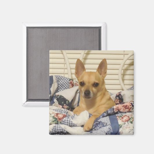 Chihuahua oder Ihr Foto Magnet (Vorderseite/Rückseite)