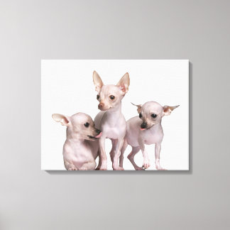Chihuahua ohne Haare (5 und 7 Monate alt) Leinwanddruck