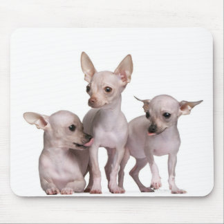 Chihuahua ohne Haare (5 und 7 Monate alt) Mousepad