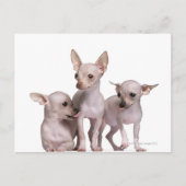 Chihuahua ohne Haare (5 und 7 Monate alt) Postkarte (Vorderseite)
