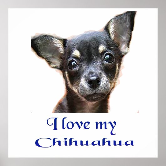 Chihuahua-Plakat Poster (Vorne)