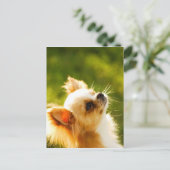 Chihuahua Portrait Postkarte (Stehend Vorderseite)