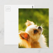 Chihuahua Portrait Postkarte (Vorne/Hinten)