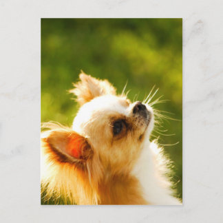 Chihuahua Portrait Postkarte