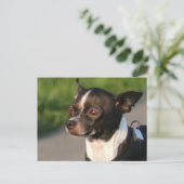 Chihuahua Postcard Postkarte (Stehend Vorderseite)