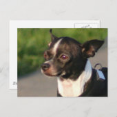 Chihuahua Postcard Postkarte (Vorne/Hinten)