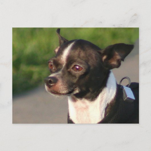 Chihuahua Postcard Postkarte (Vorderseite)