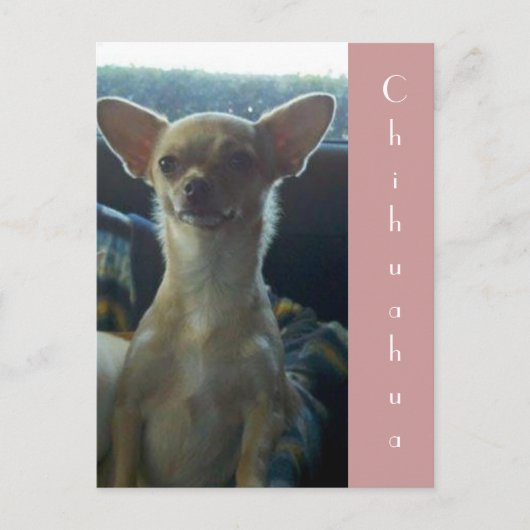 Chihuahua Postcard Postkarte (Vorderseite)