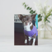 Chihuahua Postcard Postkarte (Stehend Vorderseite)