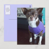 Chihuahua Postcard Postkarte (Vorne/Hinten)