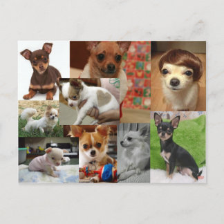 Chihuahua Postcard Postkarte
