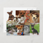 Chihuahua Postcard Postkarte (Vorne/Hinten)