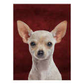 Chihuahua Poster (Vorderseite)