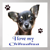 Chihuahua Poster (Vorne)